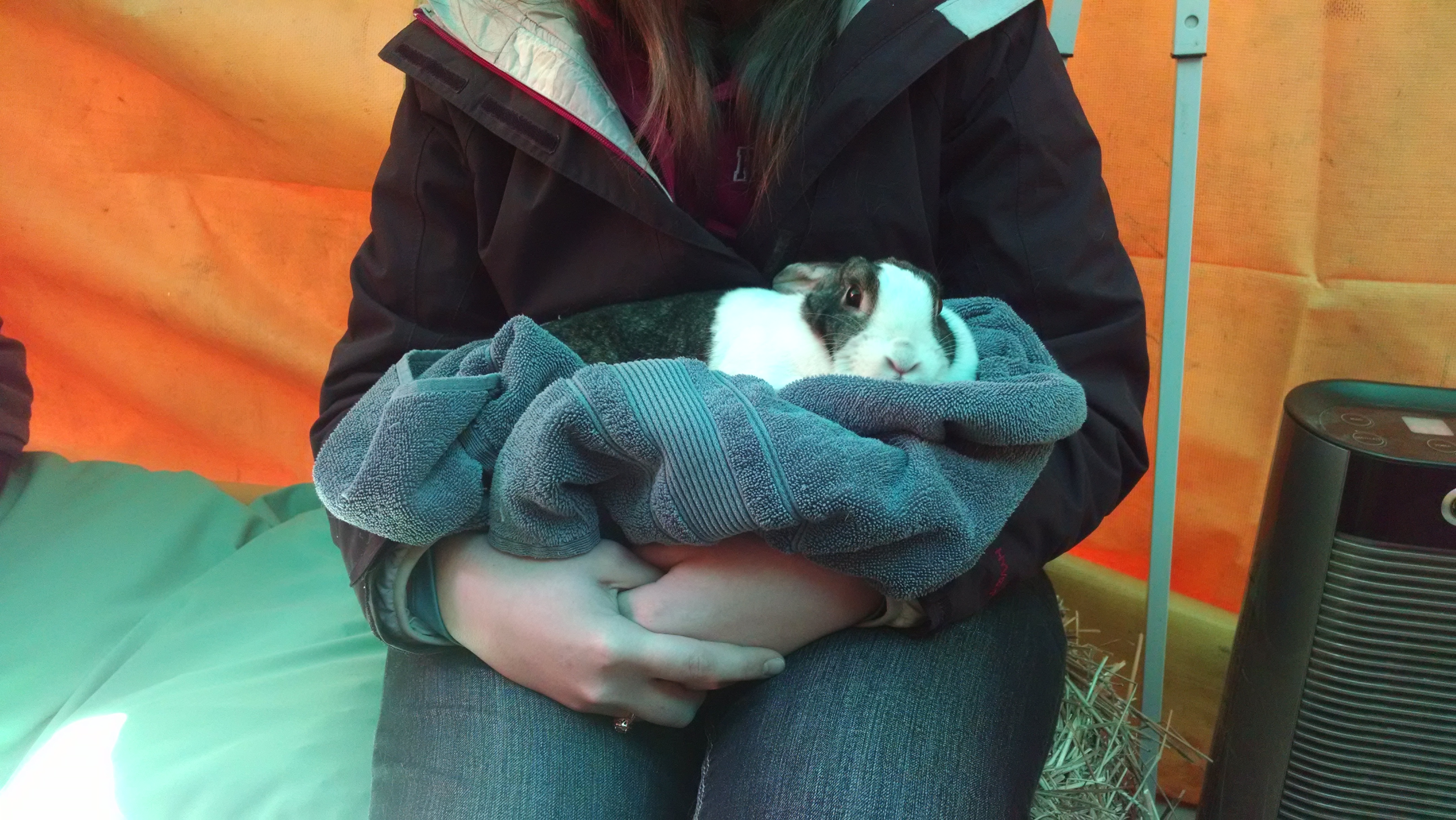 One of the bunnies at the petting zoo.