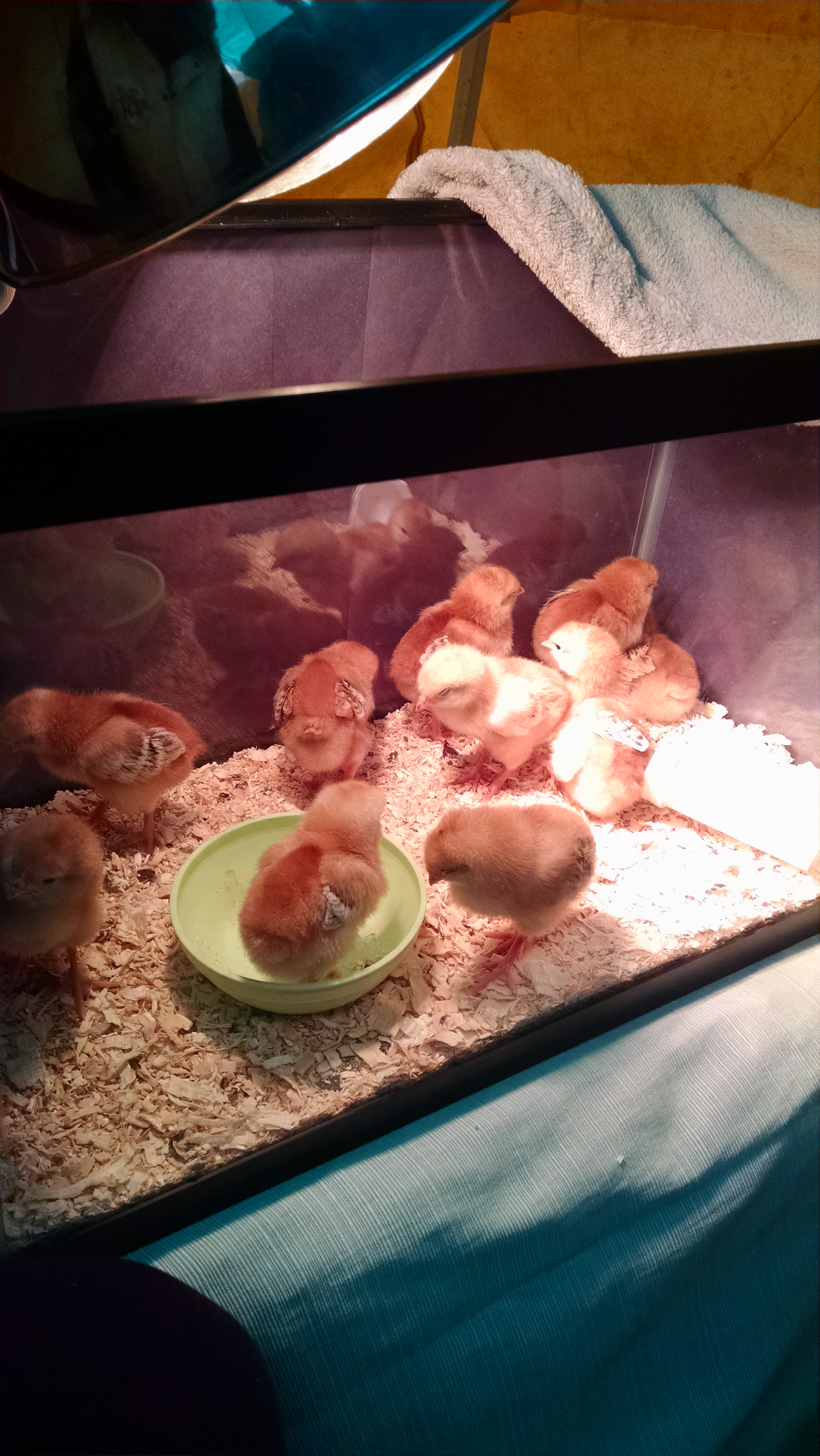 Baby chickens at the event's petting zoo.